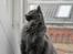Blanding af racer Norsk skov kat Balou