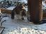 Norsk Skovkat Don Vito - den 13 januar 2013 nu 7 kg tung og ude i snevejret 