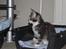 Blanding af racer Lille Miv (Halv Maine Coon)
