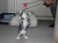 Blanding af racer Lille Miv (Halv Maine Coon)