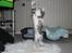 Blanding af racer Lille Miv (Halv Maine Coon) - Her har vi Bog foot :)