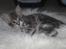 Blanding af racer Lille Miv (Halv Maine Coon)