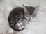 Blanding af racer Lille Miv (Halv Maine Coon)