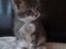 Blanding af racer Lille Miv (Halv Maine Coon)