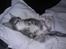 Blanding af racer Lille Miv (Halv Maine Coon)