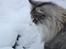 Norsk Skovkat Don Vito - 19 januar 2013