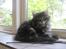 Maine Coon Buster Larsen - 7-8 uger ... stadig hos avler