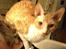 Cornish Rex Mary Kate