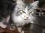 Kurilean Bobtail Noble Clan's Amrita - Mjau!