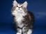 Kurilean Bobtail Noble Clan's Amrita - Hej, og velkommen til min profil!