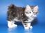 Kurilean Bobtail Noble Clan's Amrita - Mig som lille killing.