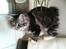 Kurilean Bobtail Noble Clan's Amrita - Min balance er super god!