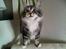 Kurilean Bobtail Noble Clan's Amrita - Tak for kigget!
