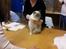 Ragdoll Arsenal bliv Grand International Premier