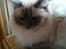 Hellig Birma DK MisB's 'Cat's Andi