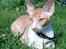 Cornish Rex Mary Kate