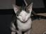 Huskat sylvester