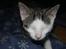 Huskat sylvester