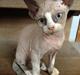 Devon Rex Skuld Nord's Kalli