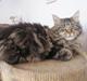 Maine Coon Buster Larsen