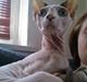Sphynx Dexter
