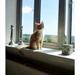 Huskat Lille My