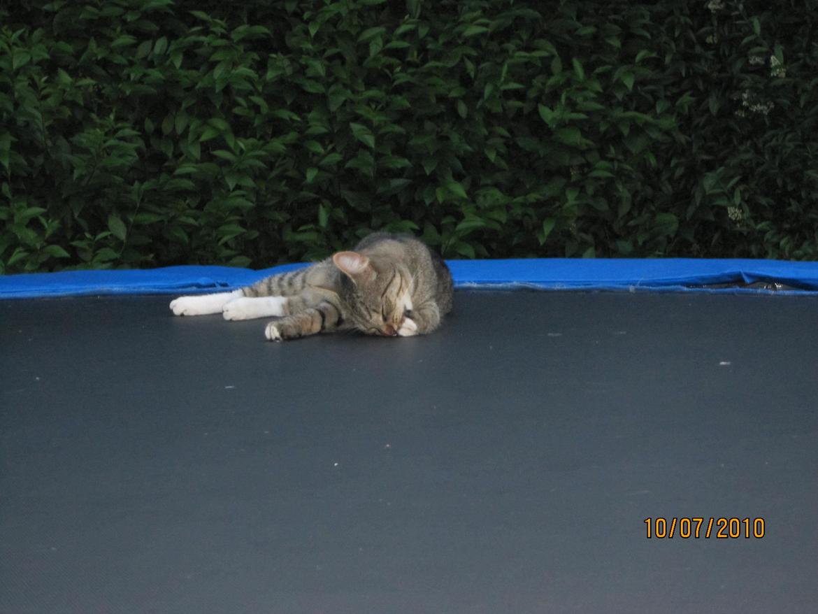 Blanding af racer Max billede 14