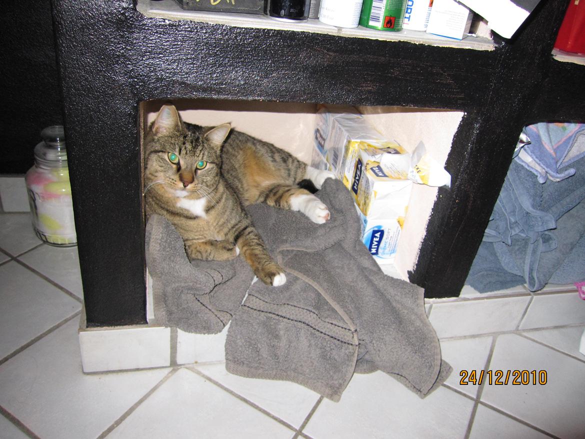 Blanding af racer Max billede 15