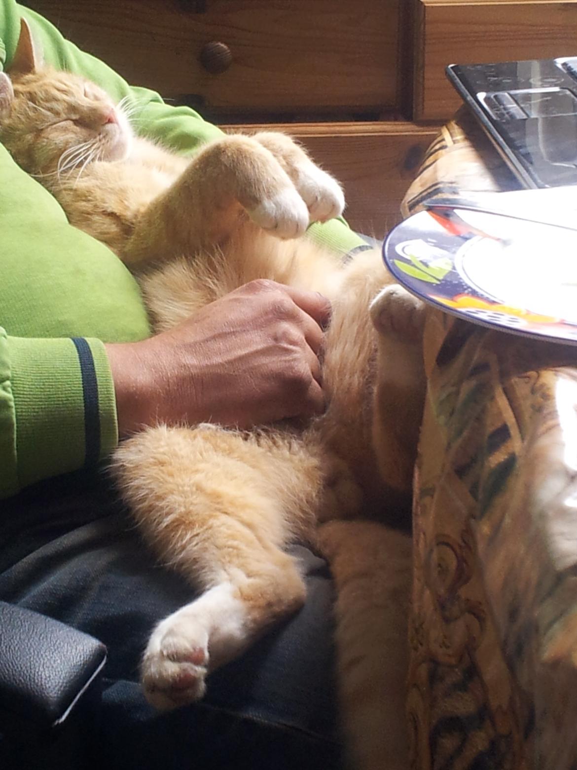 Huskat Guffe billede 8