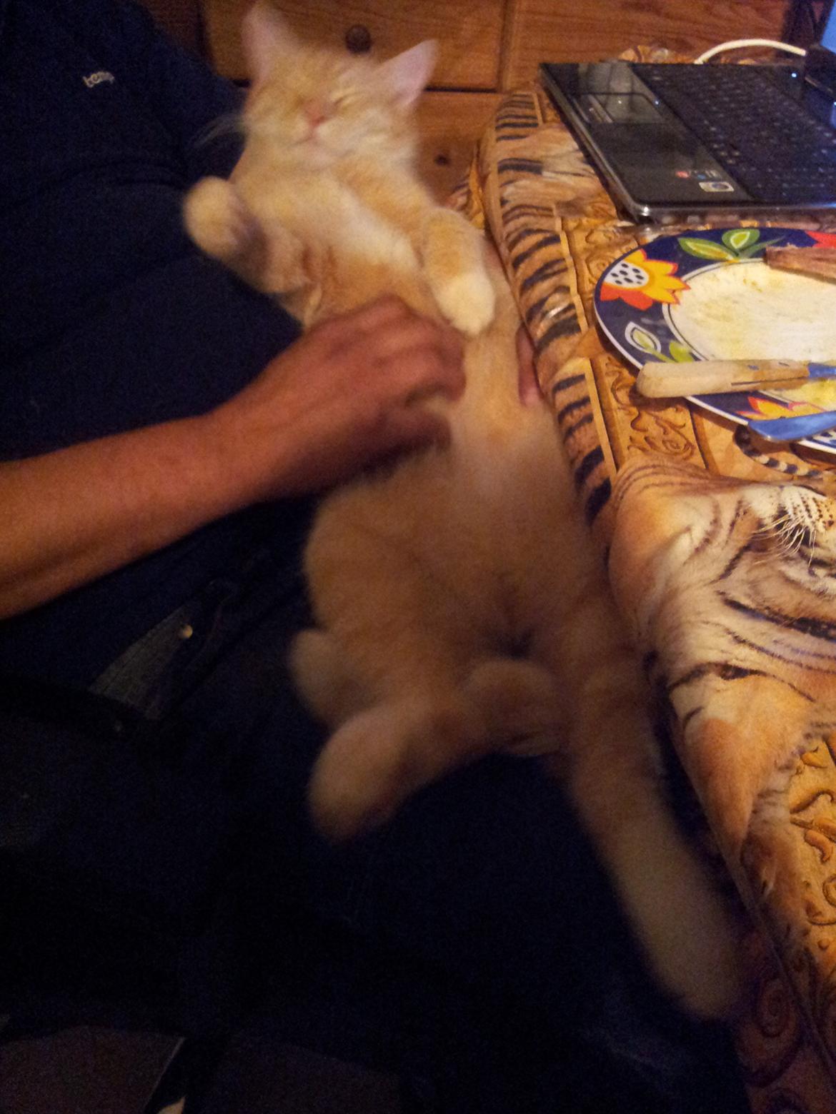 Huskat Guffe billede 11