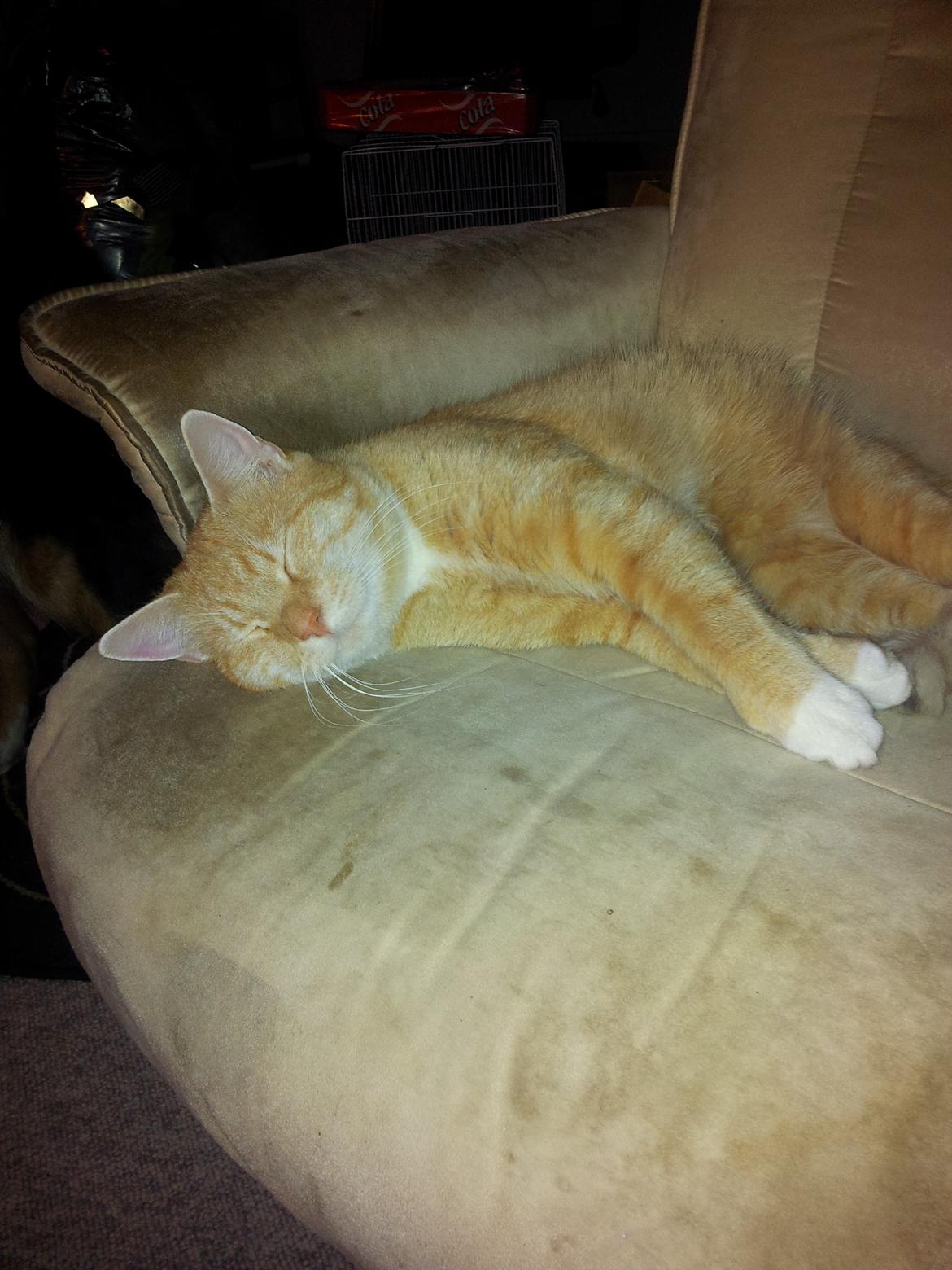 Huskat Guffe billede 12