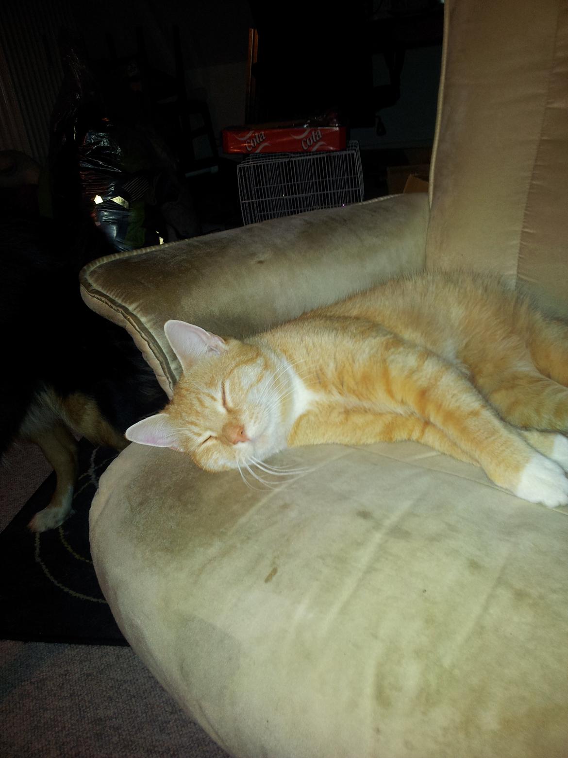 Huskat Guffe billede 13