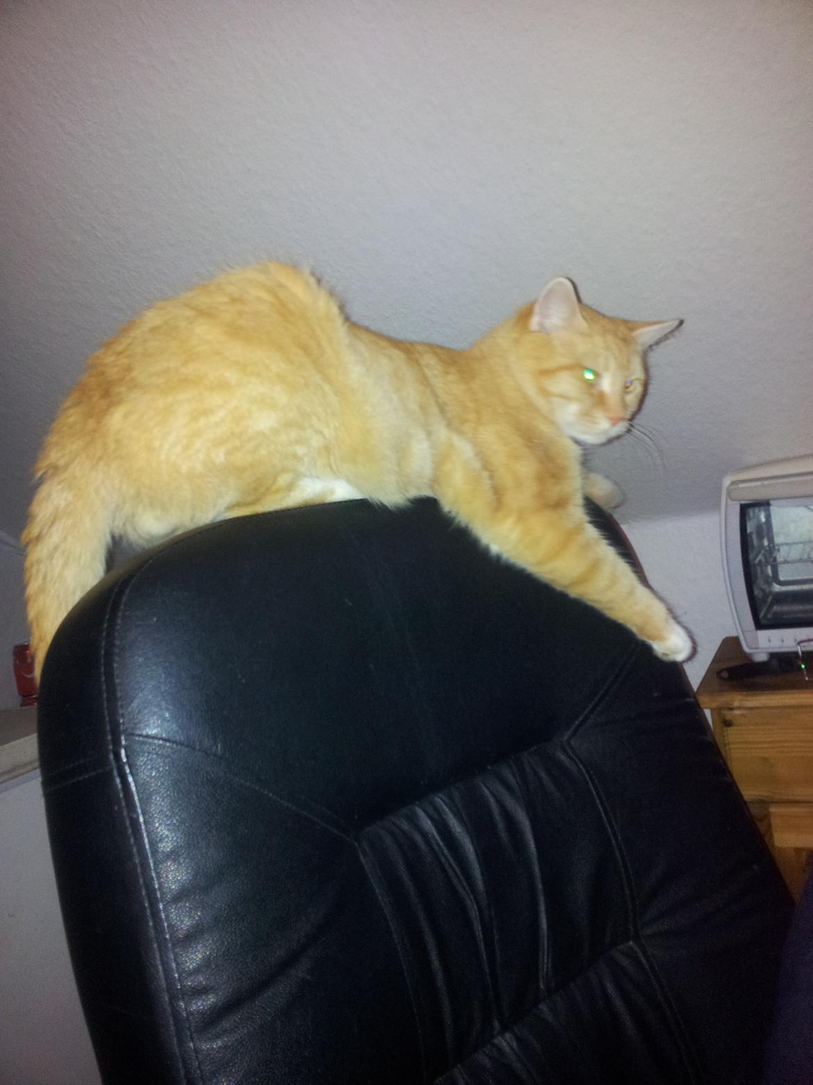 Huskat Guffe billede 14