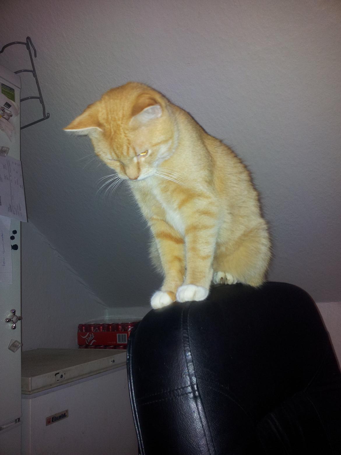 Huskat Guffe billede 15