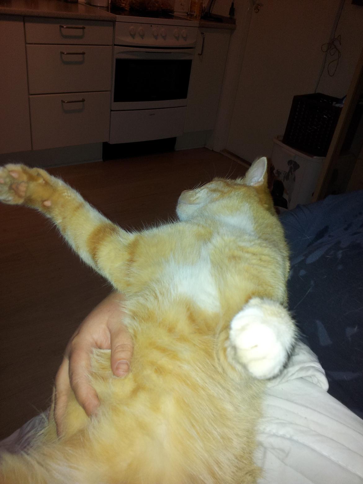 Huskat Guffe billede 16