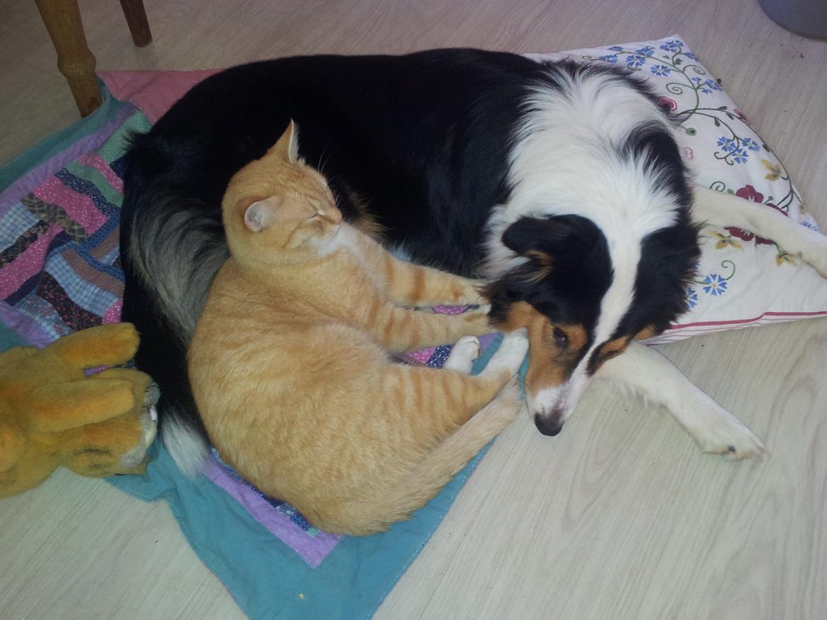 Huskat Guffe billede 18