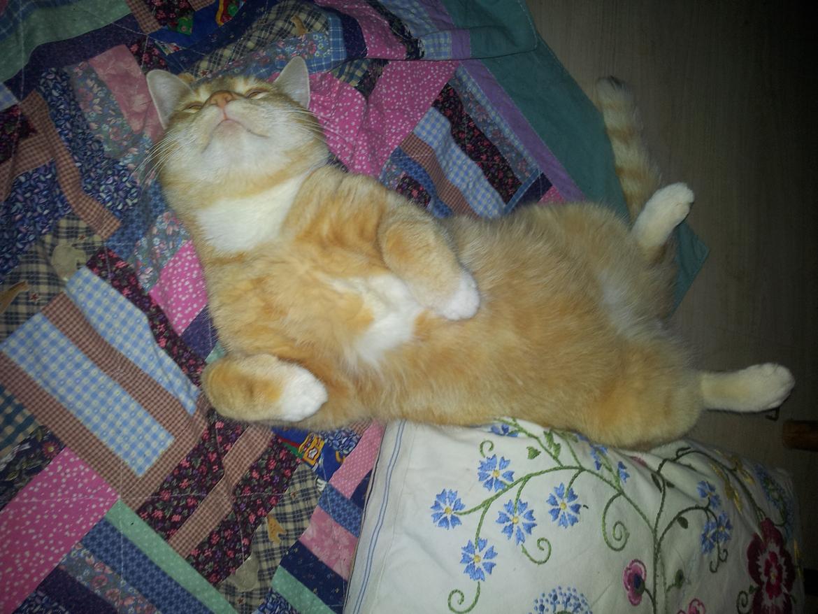 Huskat Guffe billede 19