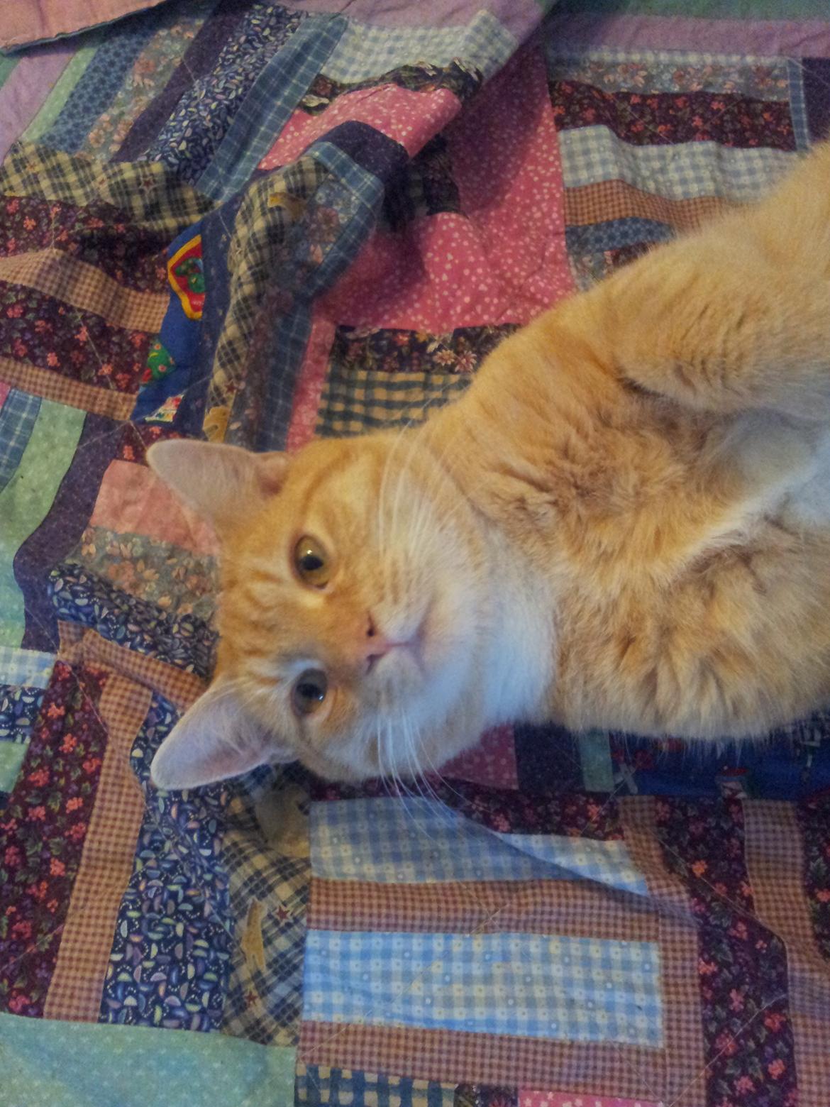 Huskat Guffe billede 20