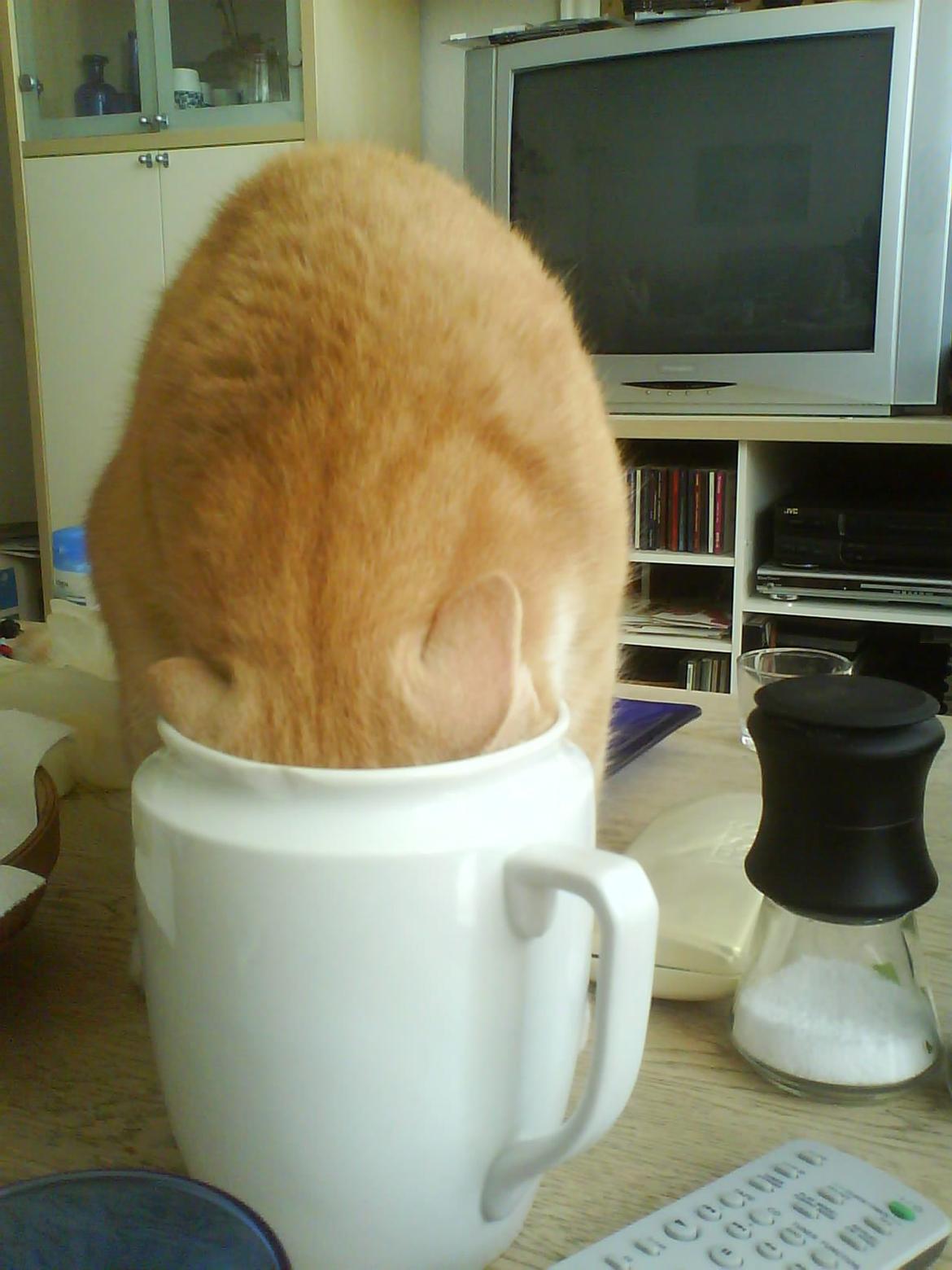 Huskat Frederik billede 1