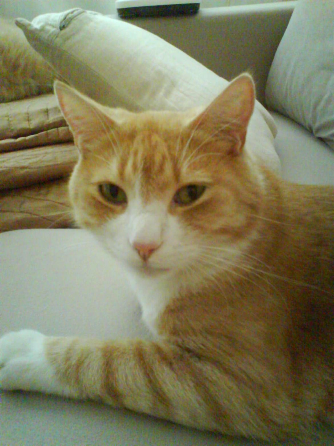 Huskat Frederik billede 2