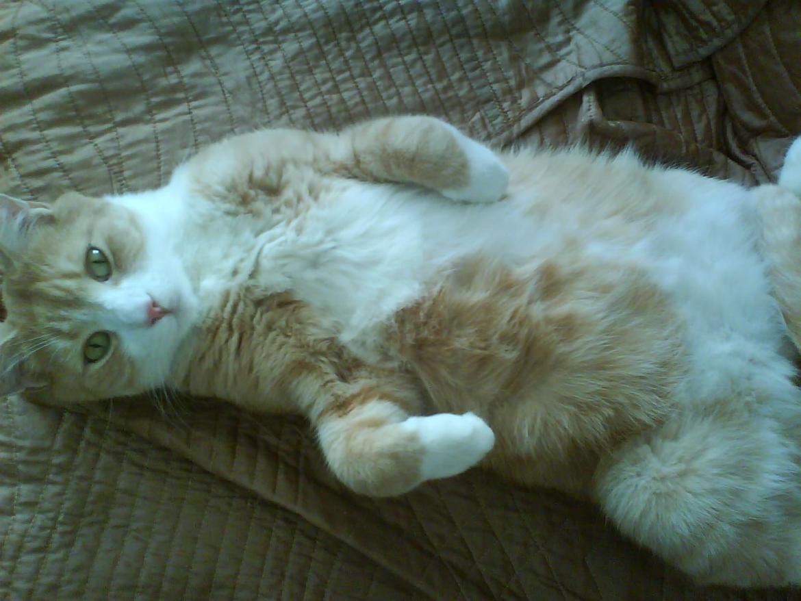 Huskat Frederik billede 3