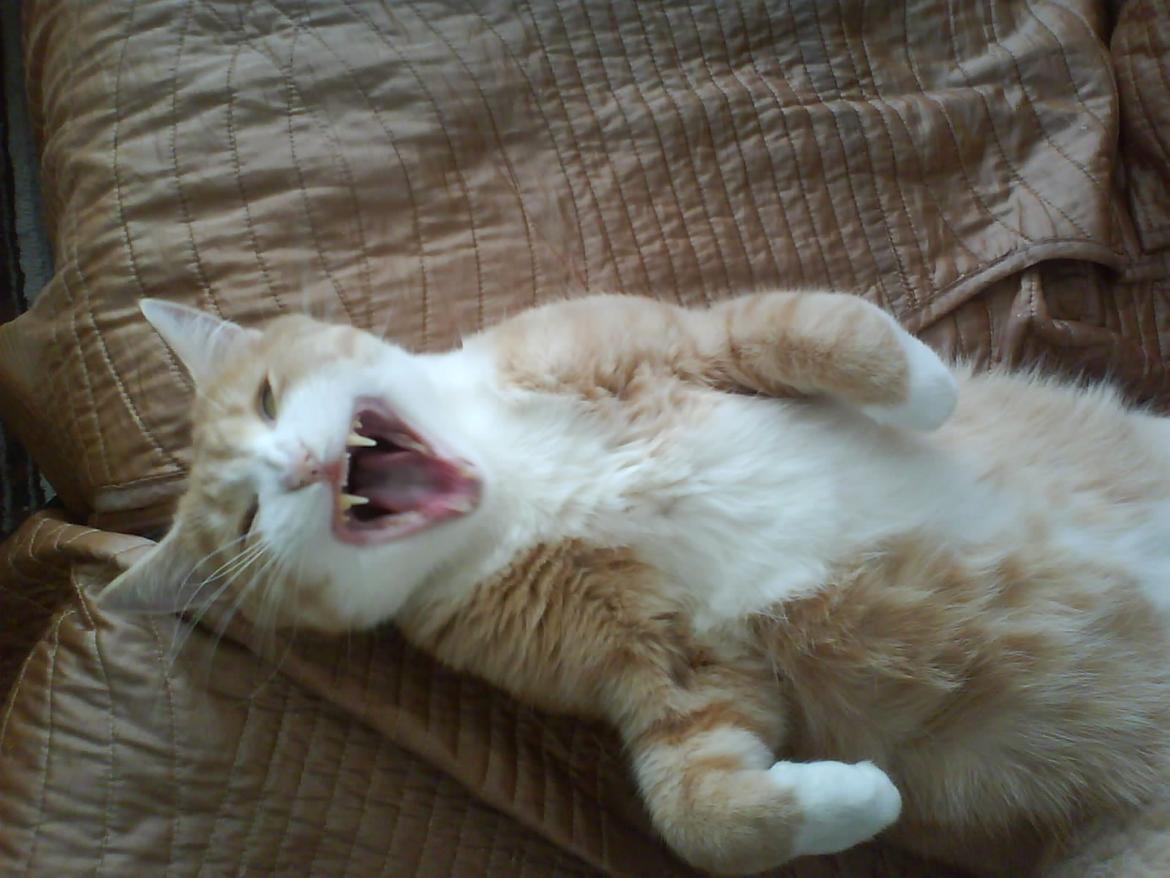 Huskat Frederik billede 4