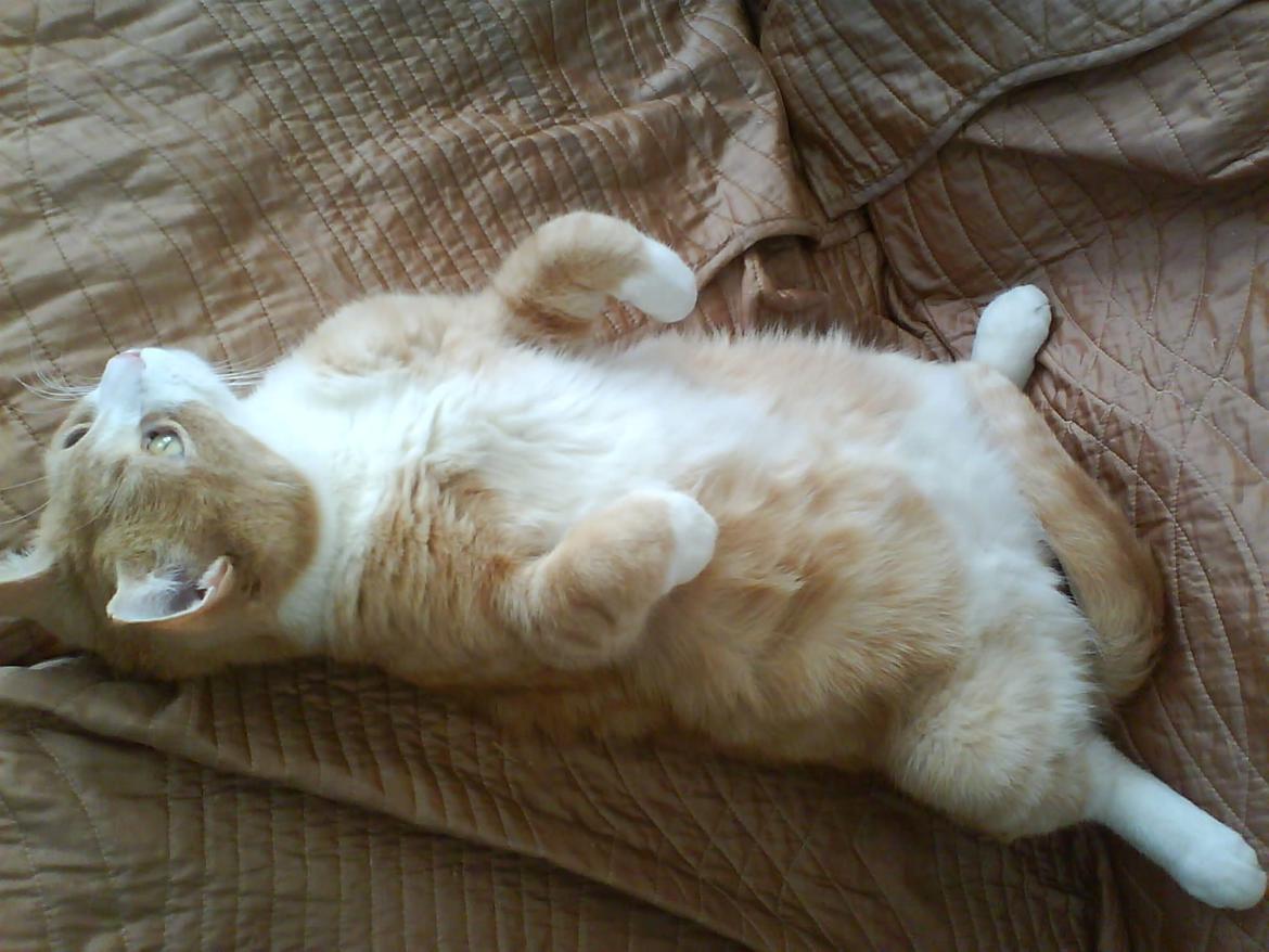 Huskat Frederik billede 5