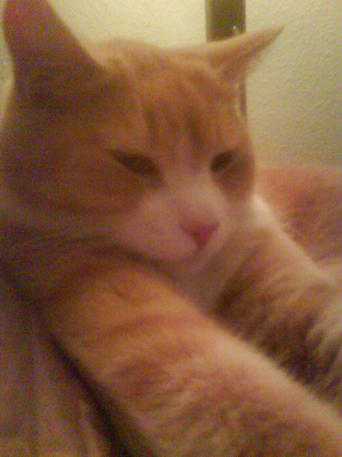 Huskat Frederik billede 6