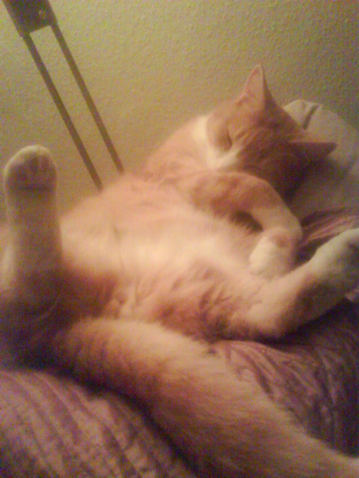 Huskat Frederik billede 7