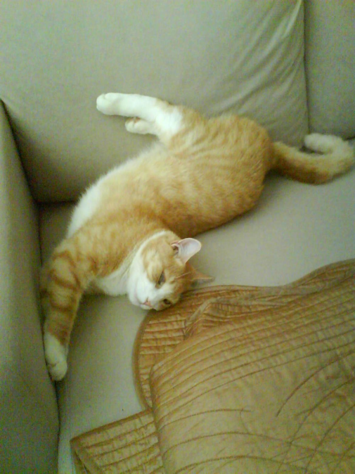 Huskat Frederik billede 8