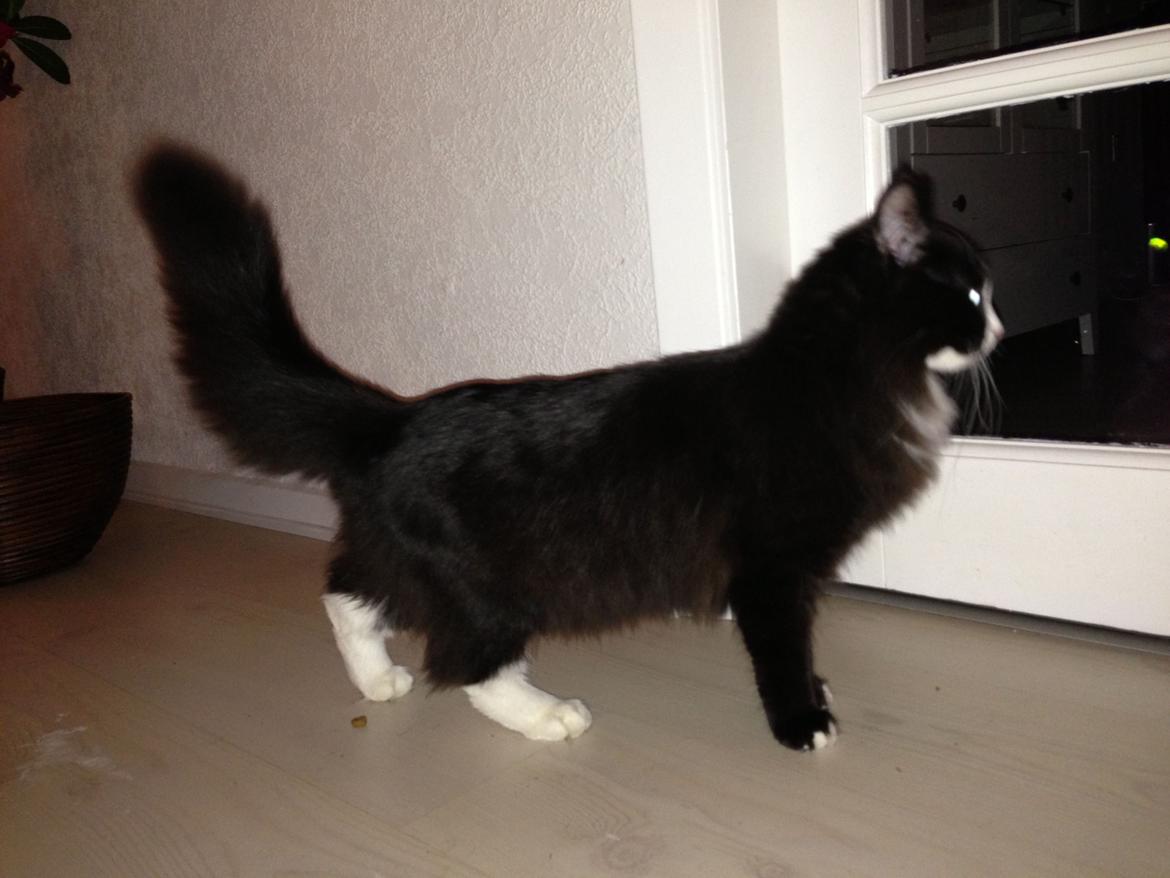 Maine Coon Misha billede 3