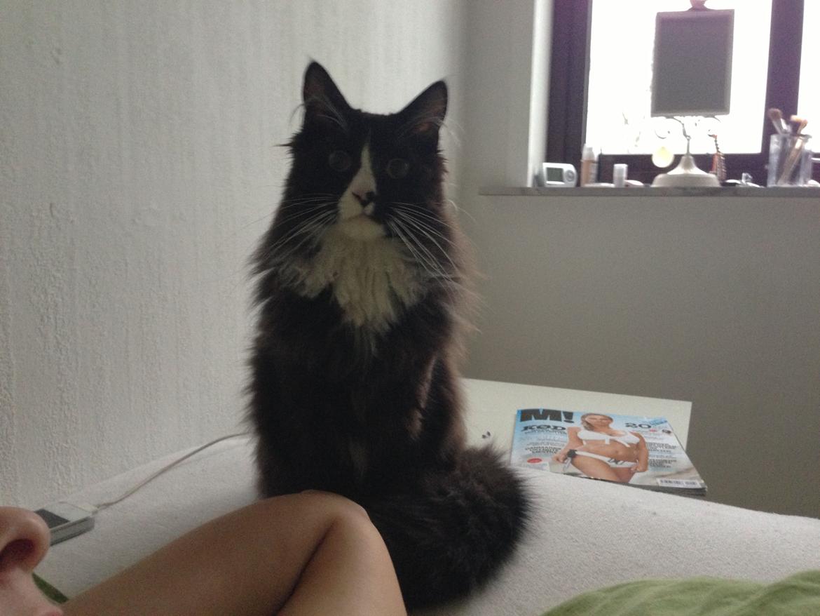 Maine Coon Misha billede 5