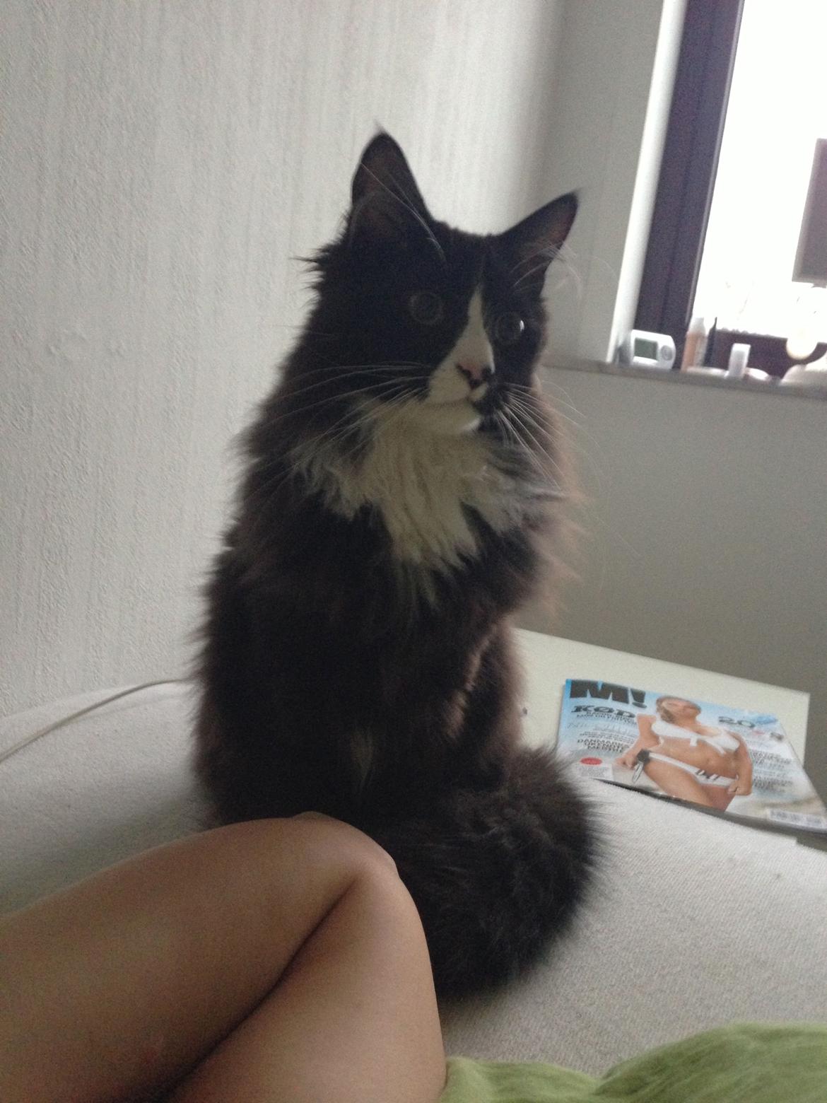 Maine Coon Misha billede 15