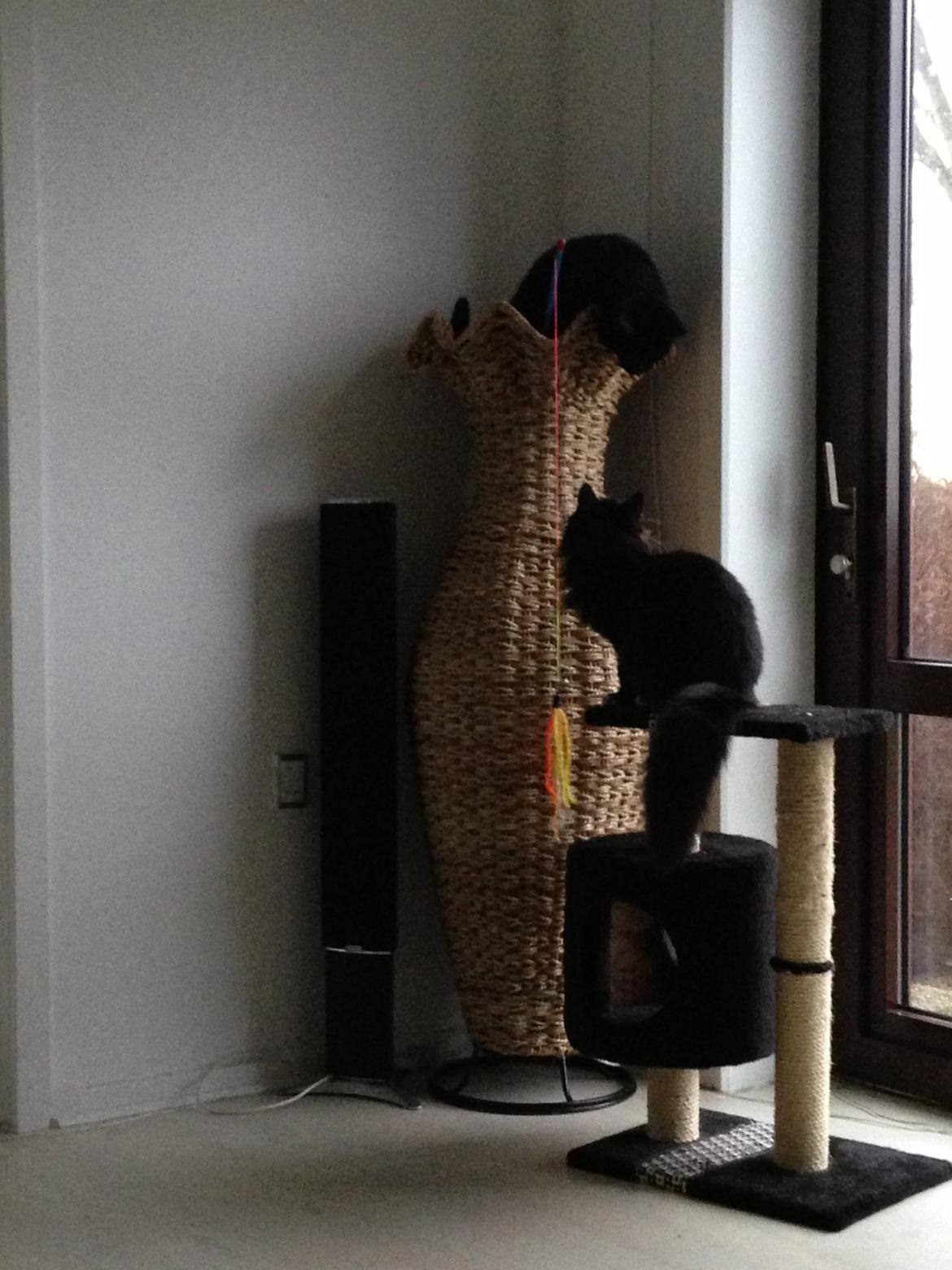 Maine Coon Misha billede 7